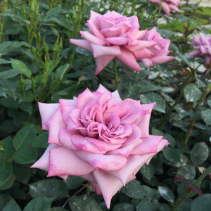 Блдоморава с лилаво - Чайно хибридни рози 